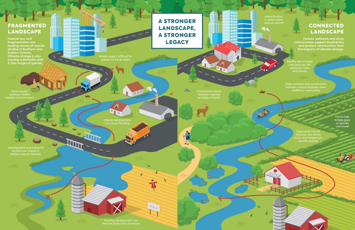 An informational graphic titled A Stronger Landscape, A Stronger Legacy comparing a Fragmented Landscape on the left with a Connected Landscape on the right.