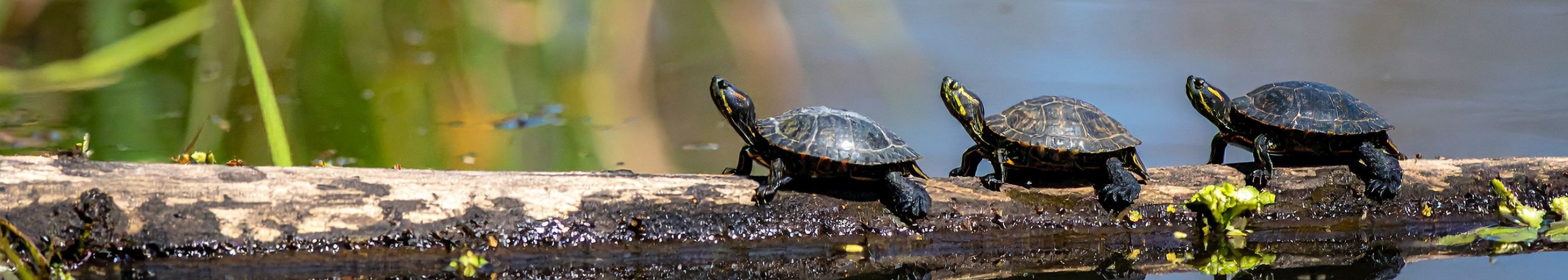 turtle banner