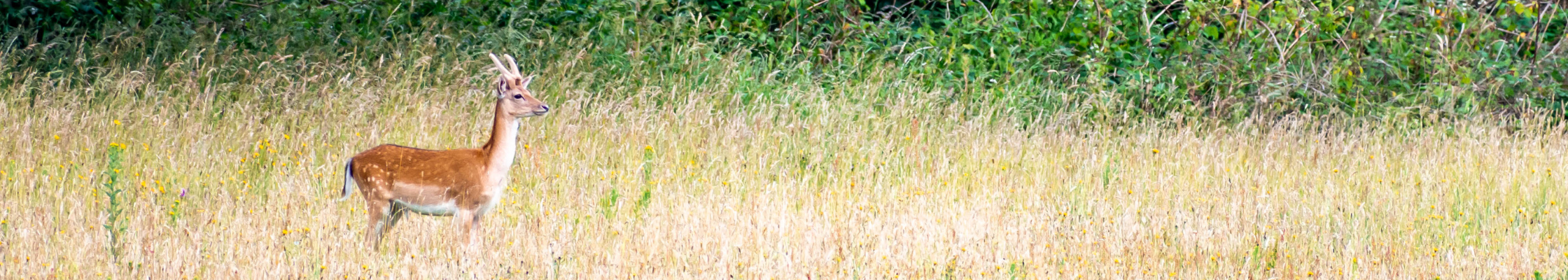 deer banner