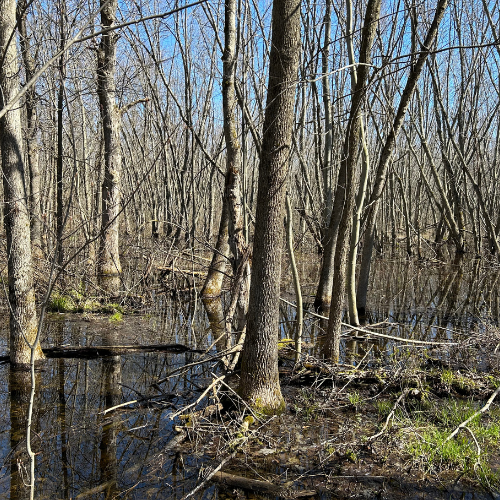 Treed Wetland at Two Creeks forest